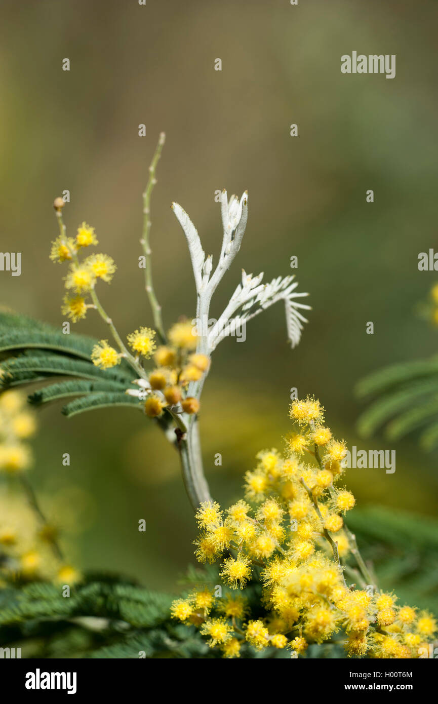 Silber wattle (Acacia dealbata), blühende Stockfoto