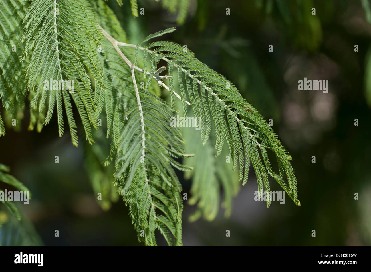 Silber wattle (Acacia dealbata), Blatt Stockfoto