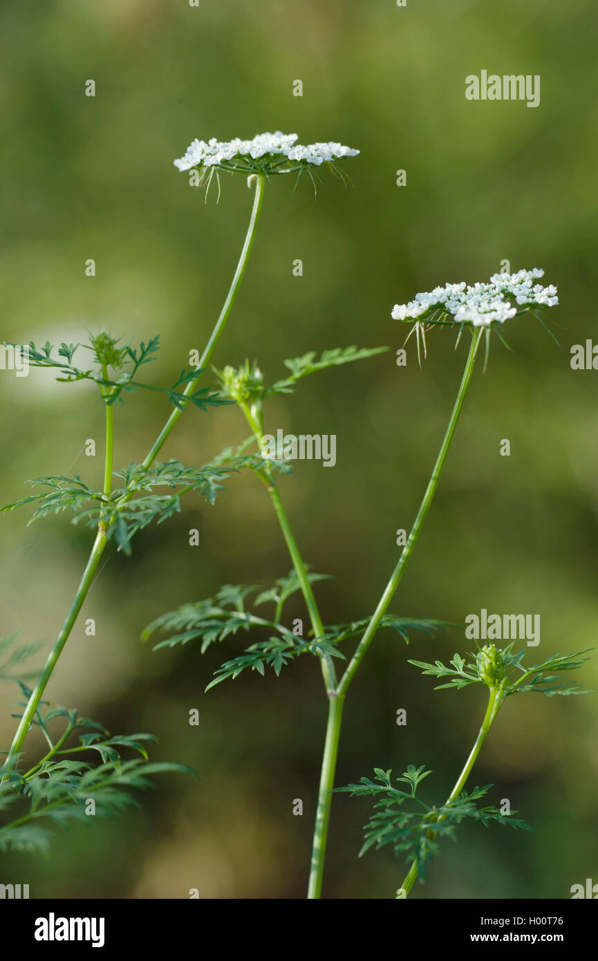 Fool's Petersilie, Fool's Cicely, Gift Petersilie (Aethusa cynapium, cynapium Aethusa cynapium Subsp), blühende, Deutschland, BG MZ Stockfoto