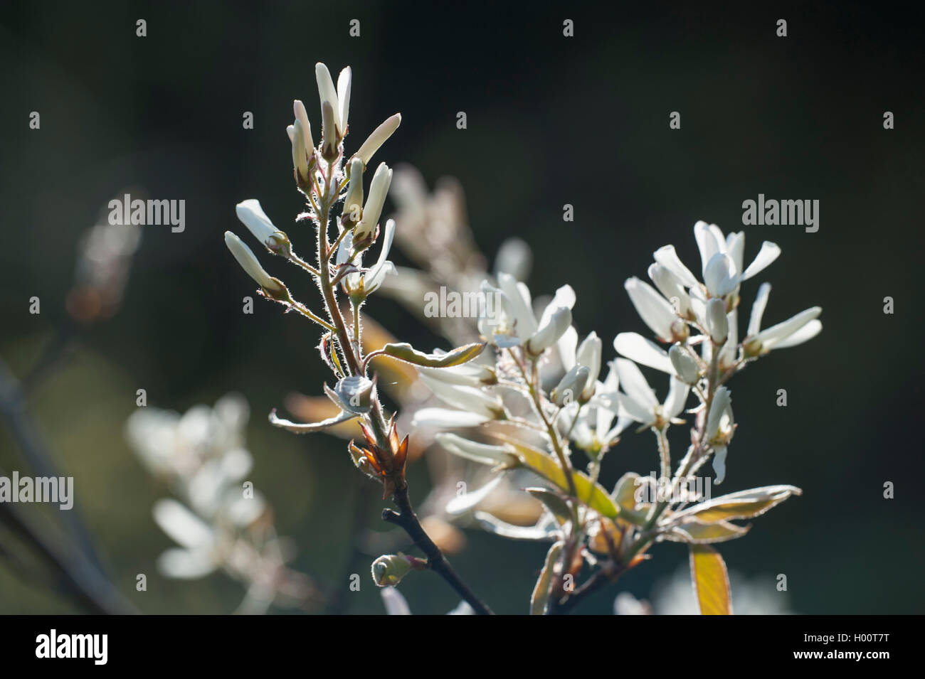 Downy (Serviceberry Amelanchier arborea), blühender Zweig Stockfoto