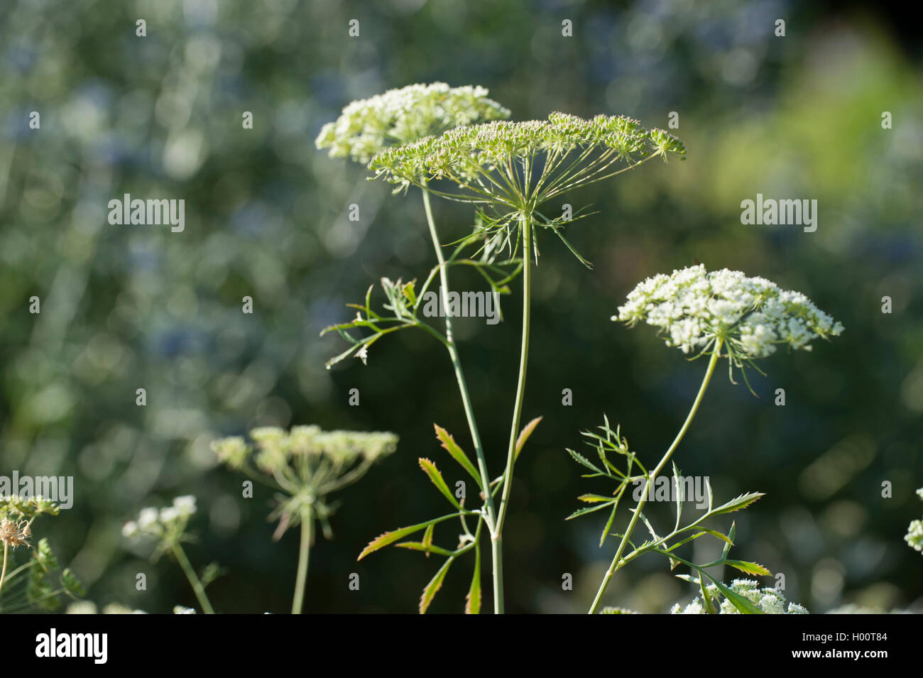 Bullwort, Zahnstocher ammi, Blume des Bischofs (Ammi majus), blühende Stockfoto