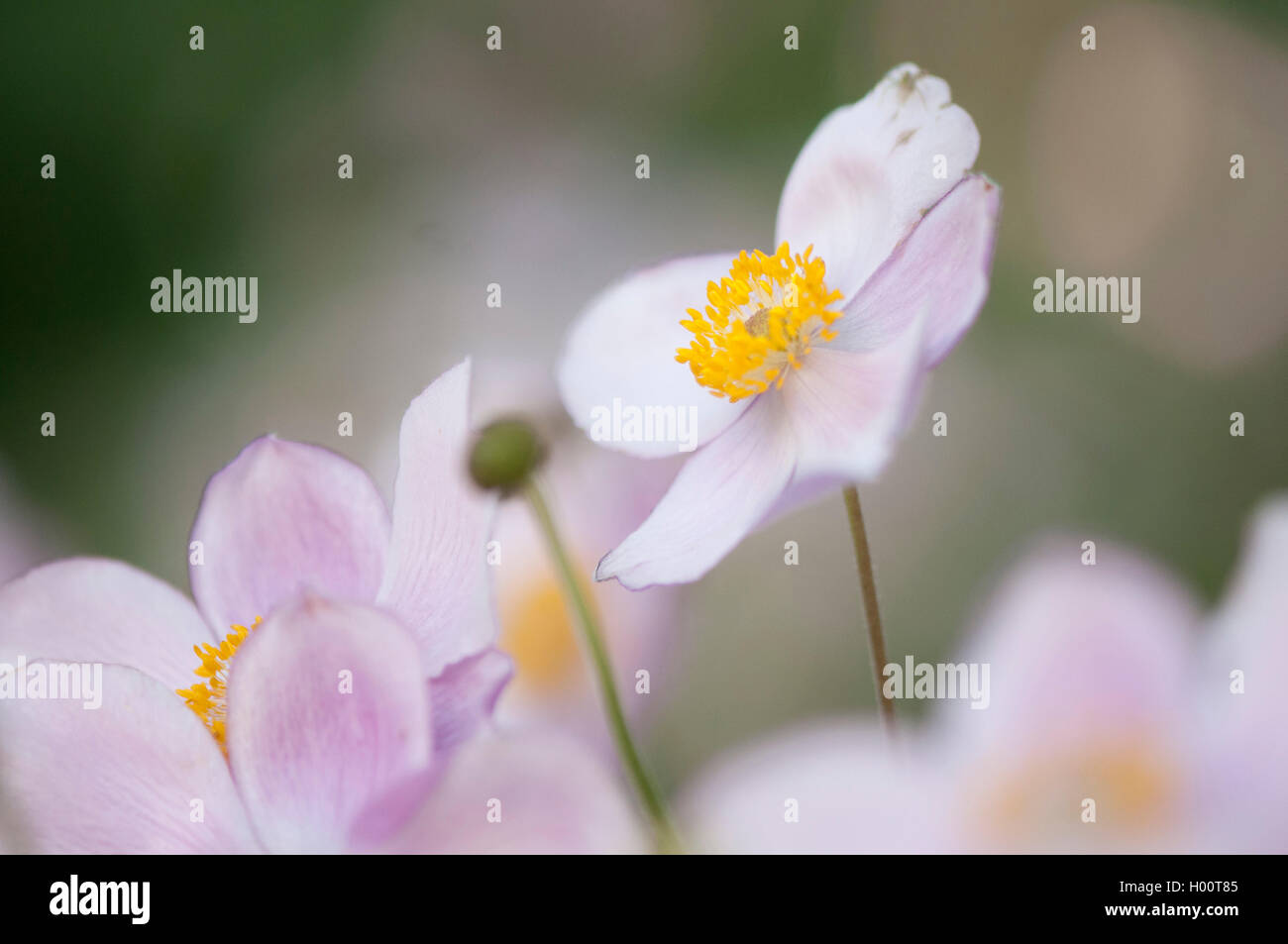 Japanische Anemone, Japanisch Cuneata (Anemone japonica, Anemone hupehensis var. japonica), blühende Stockfoto