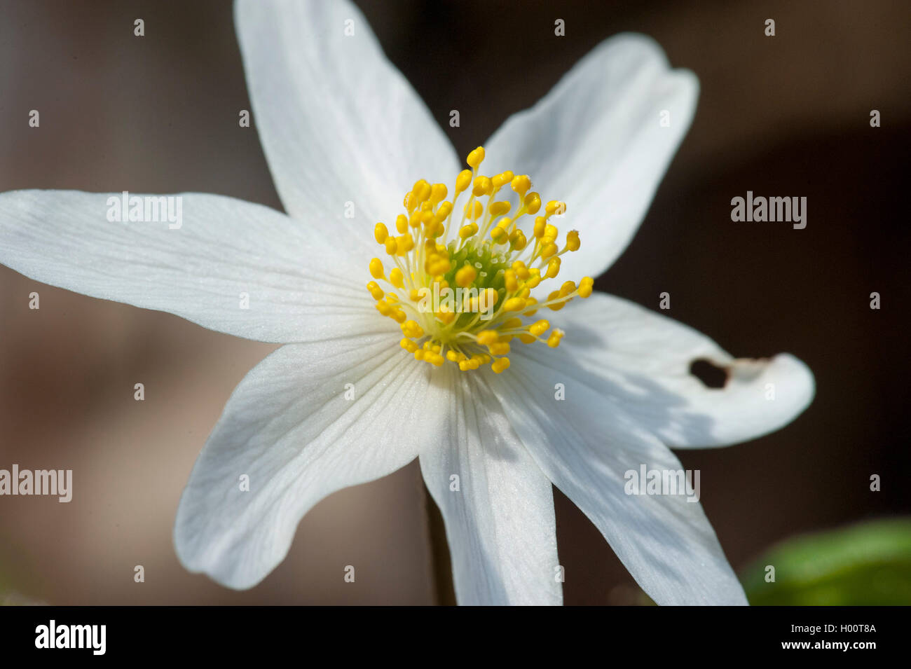 Buschwindröschen (Anemone Nemorosa), einzelne Blume, Deutschland Stockfoto