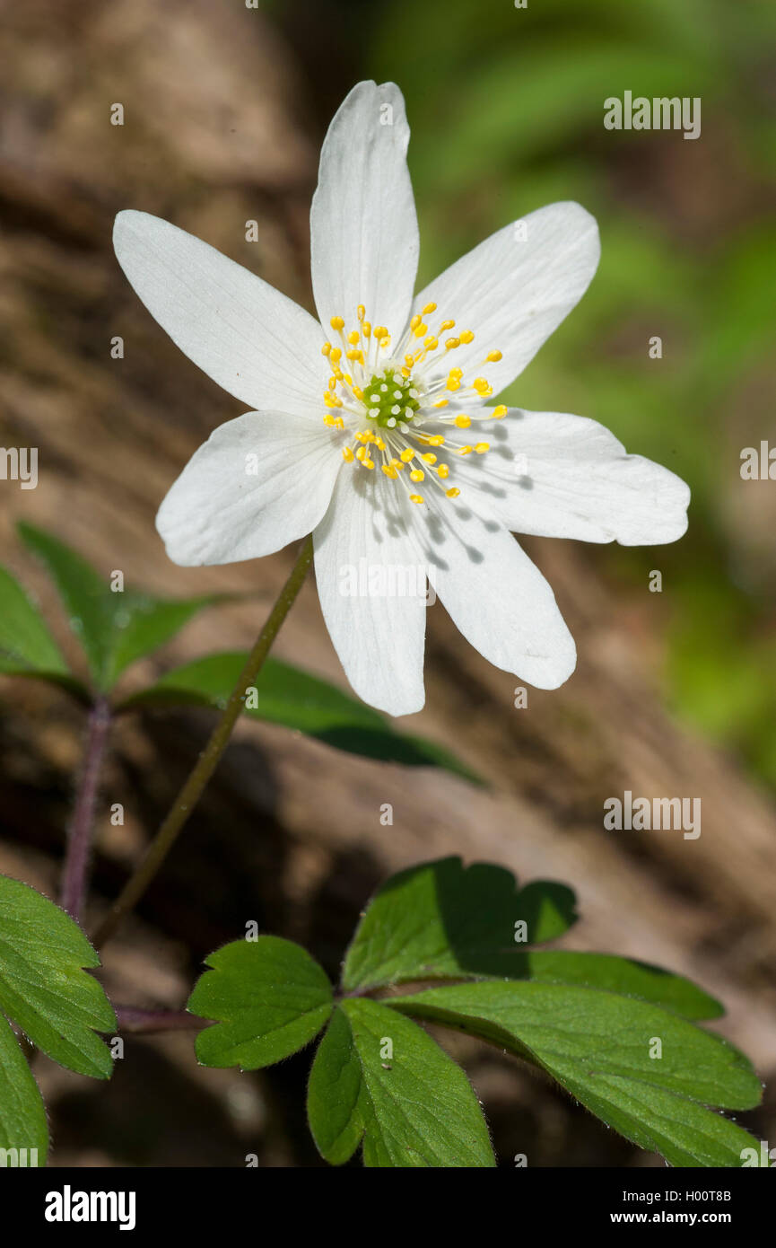 Buschwindröschen (Anemone Nemorosa), einzelne Blume, Deutschland Stockfoto