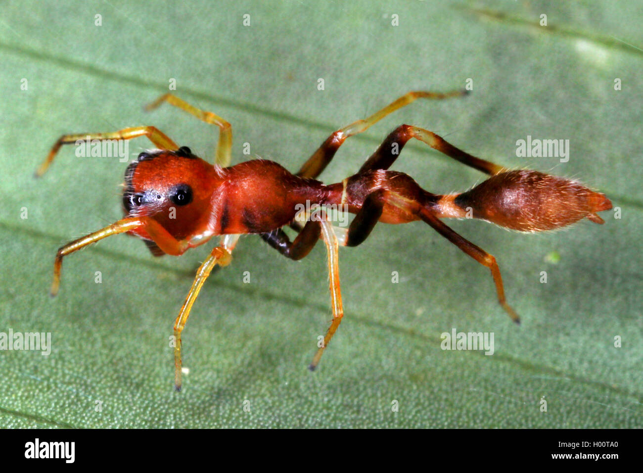Ant - wie Jumping Spider, ant-jumping Spider (Synemosyna spec.), ahmt Myrmicine ant, Costa Rica Stockfoto