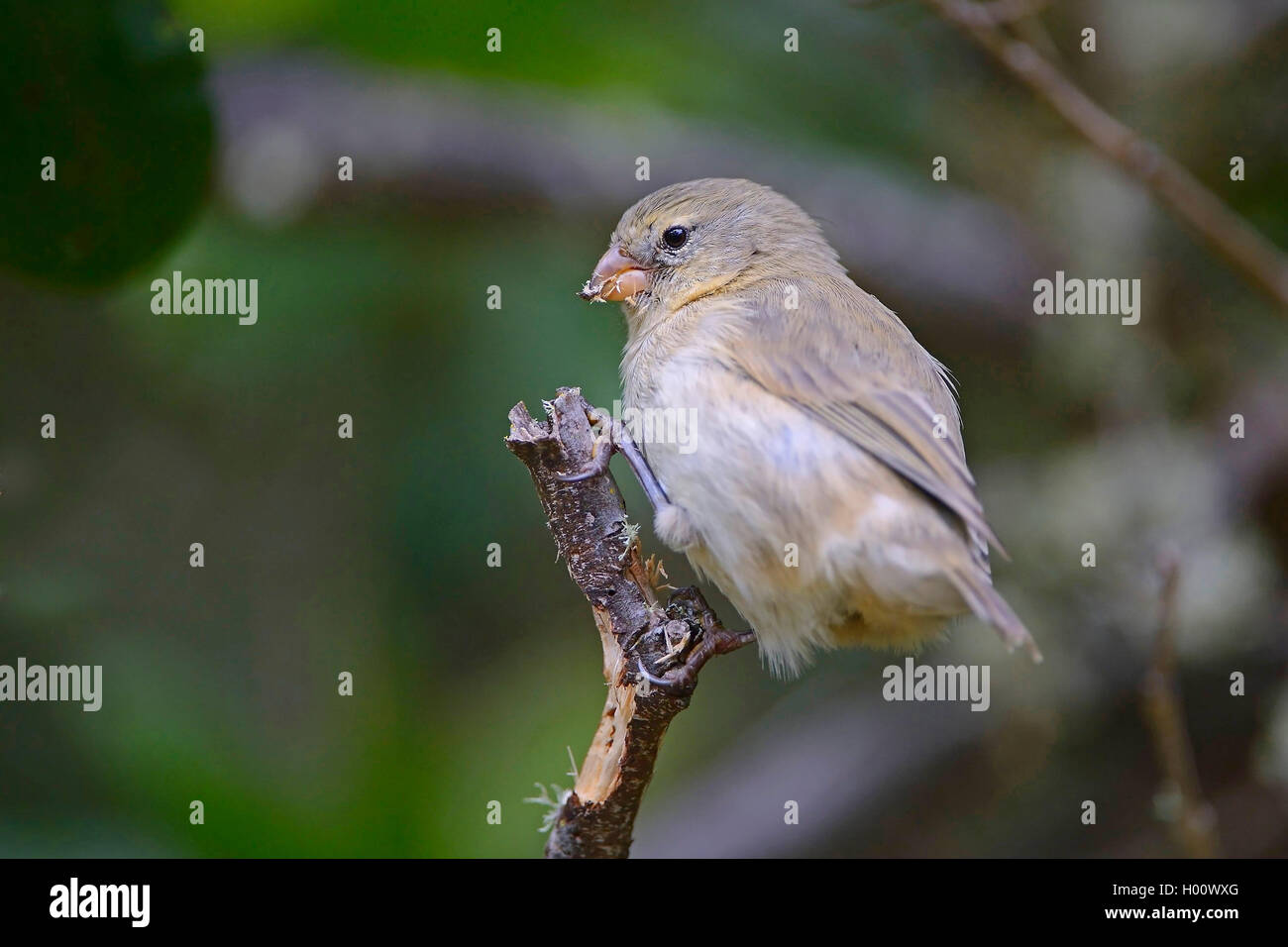 Kleine insectivorous Baum Fink, kleiner Baum Finch (Camarhynchus parvulus), sitzt auf einem Ast, Ecuador, Galapagos Inseln, Isabela Stockfoto