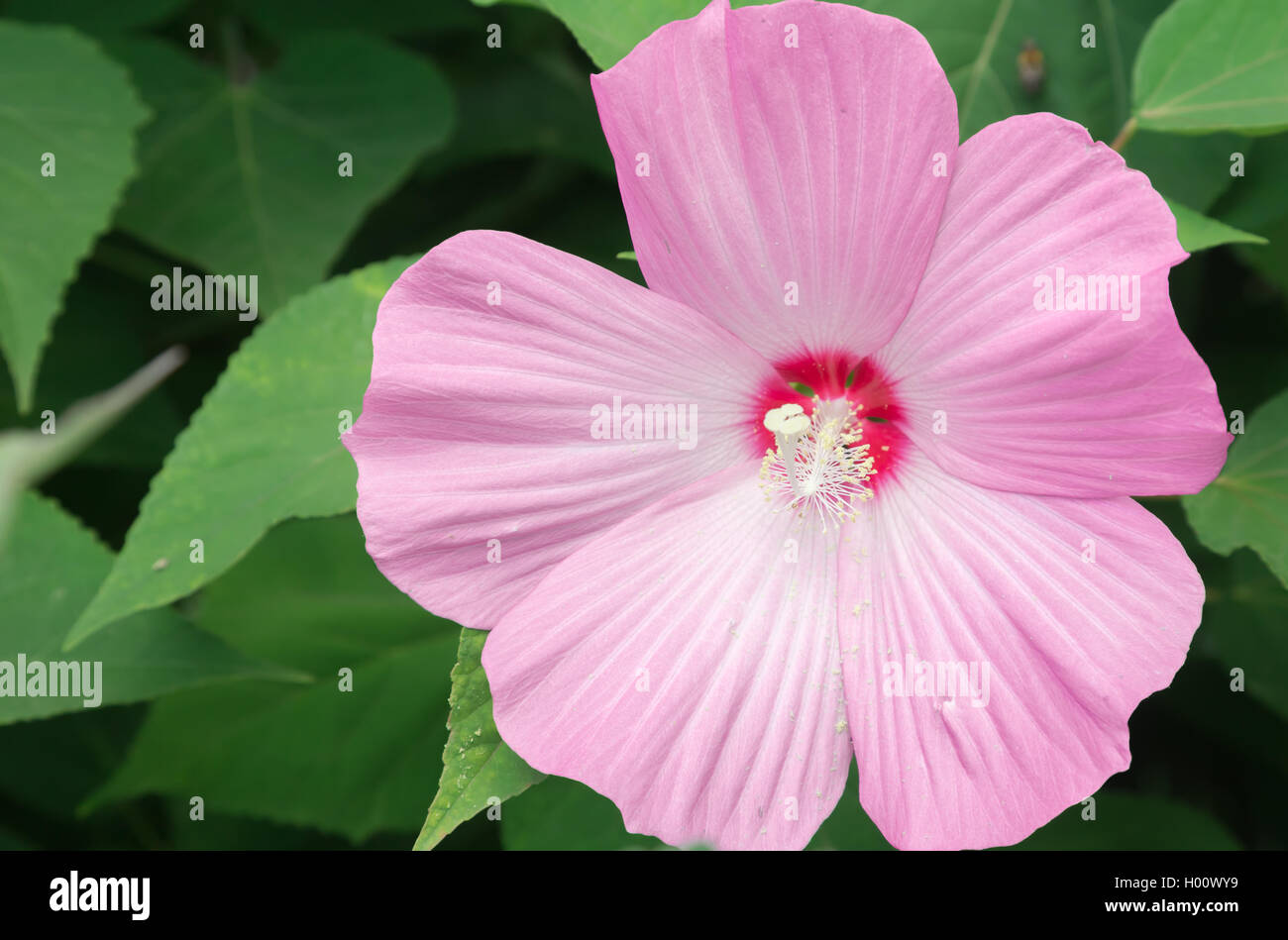 Eine Nahaufnahme der Winter winterharte Hibiscus nicht zu verwechseln mit der kleineren tropische Version. Stockfoto