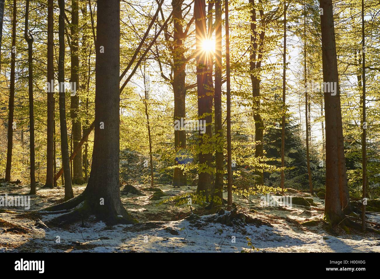 Gemeinsame Buche (Fagus sylvatica), Schnee in gemischter Laubwald im Frühjahr, Deutschland, Bayern, Nationalpark Bayerischer Wald Stockfoto