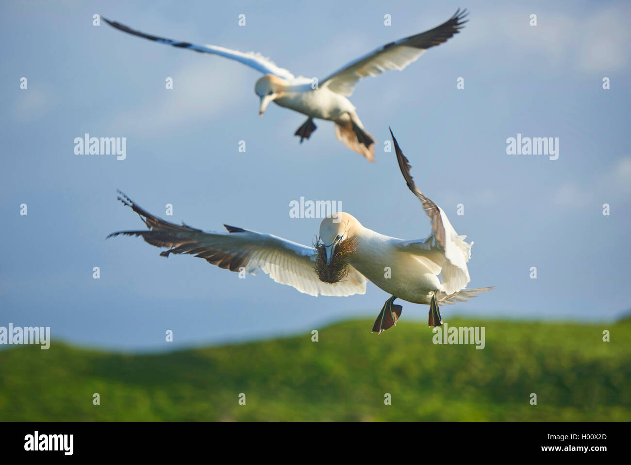 Northern Gannet (Phoca vitulina, Morus bassanus), zwei basstölpel im Flug, Deutschland, Schleswig-Holstein, Helgoland Stockfoto