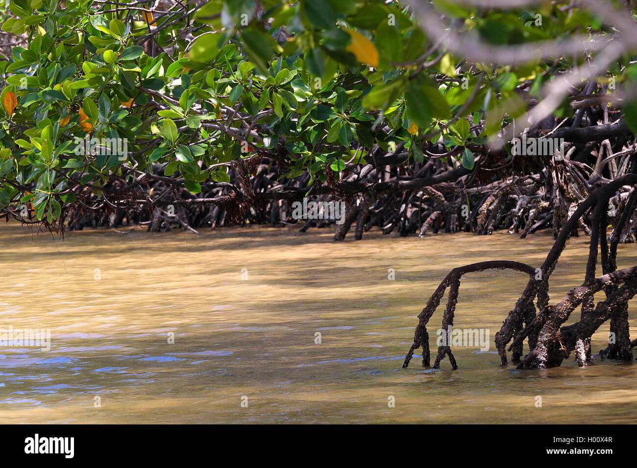 Stelze wurzeln in einer Mangrove, Costa Rica Stockfoto