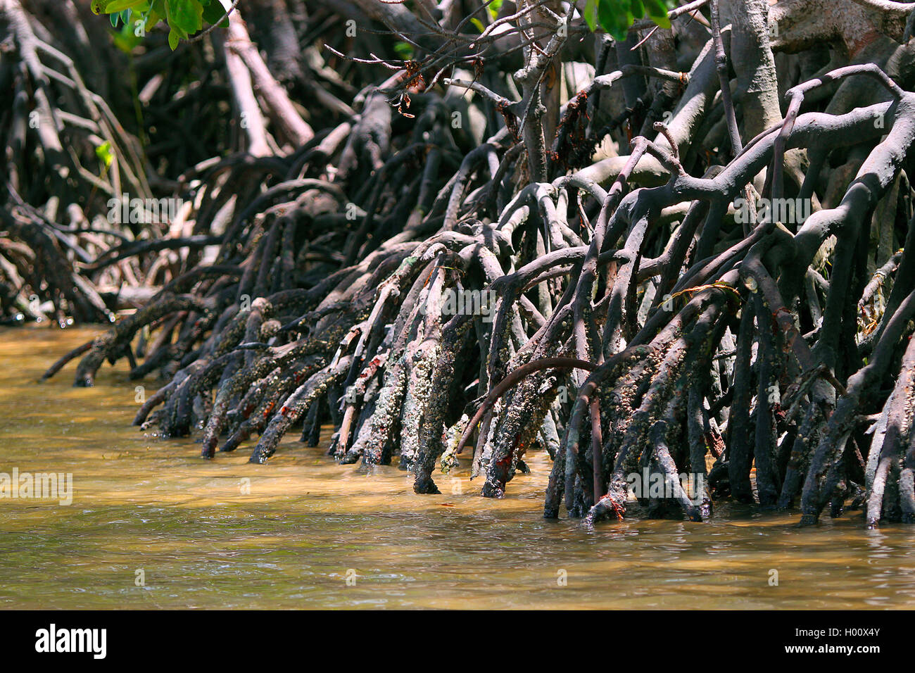 Stelze wurzeln in einer Mangrove, Costa Rica Stockfoto