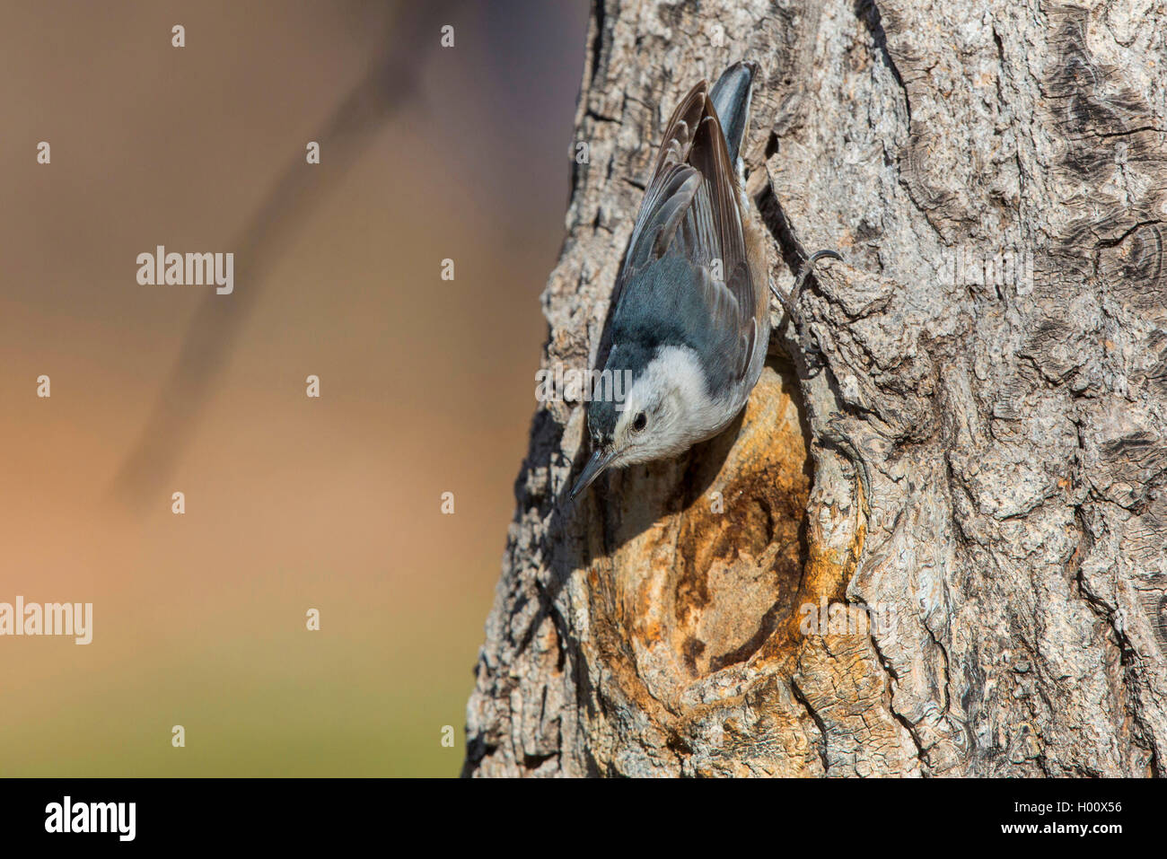 Wwhite-breasted Kleiber (Sitta carolinensis), an einen Baumstamm, USA, Arizona, Flagstaff Stockfoto