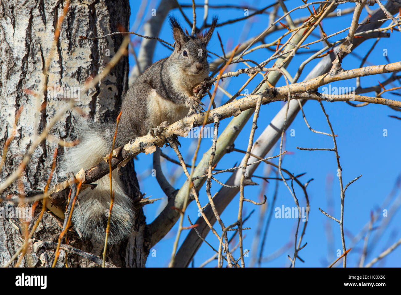 Tassle-eared, Abert die Eichhörnchen (Sciurus aberti), sitzt auf einem Ast, USA, Arizona, Flagstaff Stockfoto
