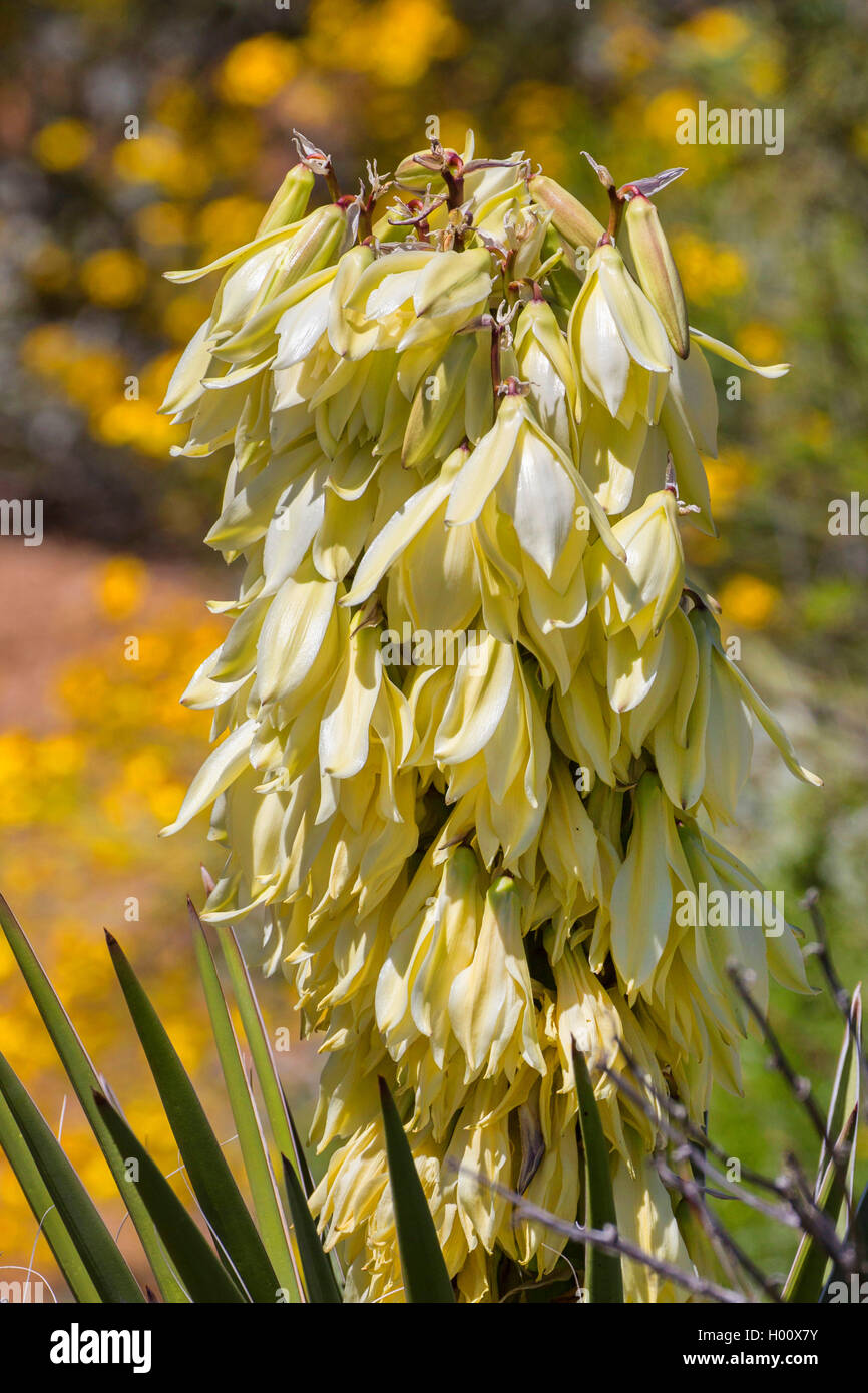 Banana Yucca, agavengewächse Yucca (Yucca whipplei), blühende, USA, Arizona, Pinnacle Peak Stockfoto