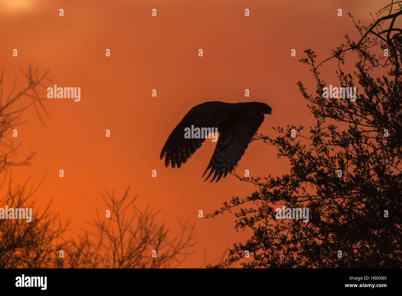 Great horned Owl (Bubo virginianus), bei Sonnenuntergang, USA fliegen, Arizona Stockfoto