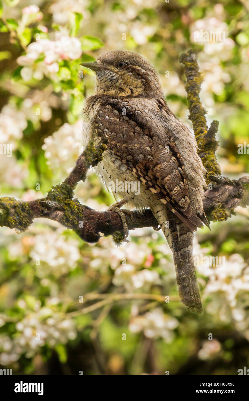 Northern Wendehals (Jynx torquilla), auf ein blühender Apfelbaum Zweig, Deutschland, Bayern, Isental Stockfoto