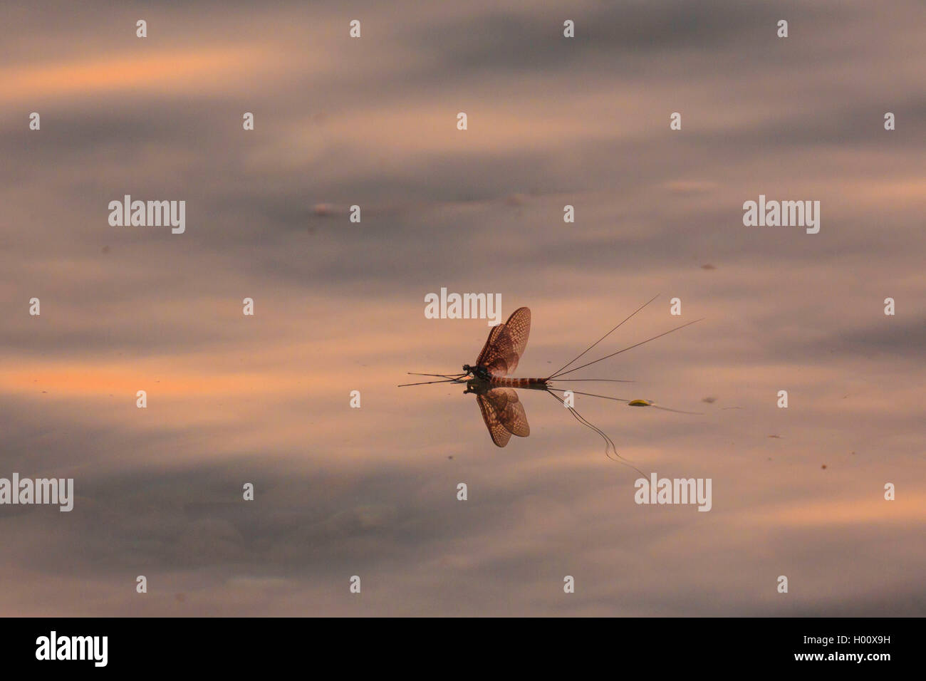 Gemeinsame mayfly Ephemera (Vulgata), auf dem Wasser schwimmend Oberfläche, Deutschland, Bayern, Chiemsee Stockfoto
