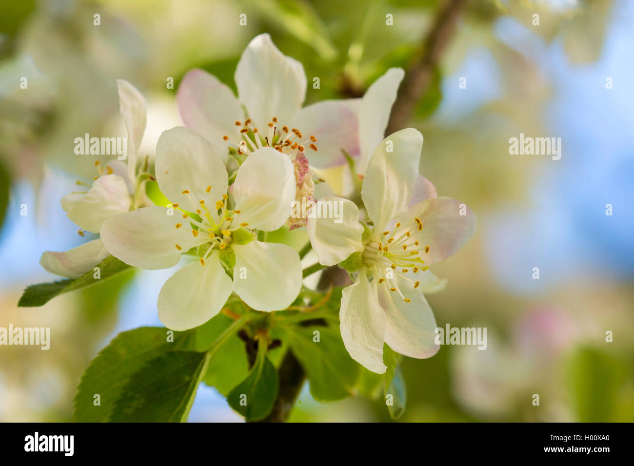 Apfelbaum (Malus Domestica), blühenden Zweig, Deutschland, Bayern Stockfoto