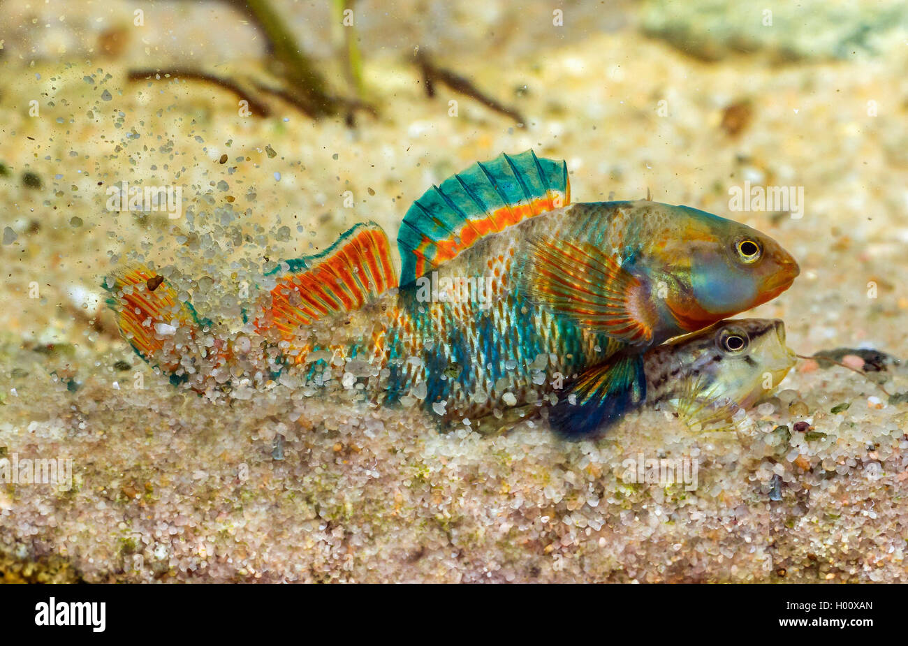 Rainbow Darter (Etheostoma Caeruleum), Laich-, diging die Eier in den Boden Stockfoto