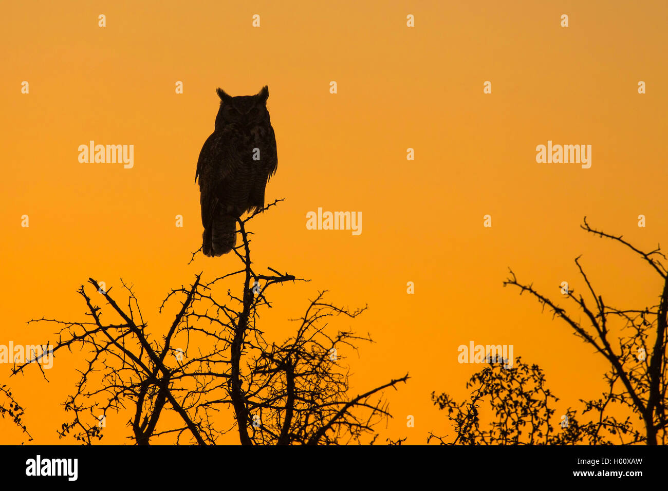 Great horned Owl (Bubo virginianus), sitzt auf einem Ast vor der roten Abendhimmel, USA, Arizona, Sonoran Stockfoto