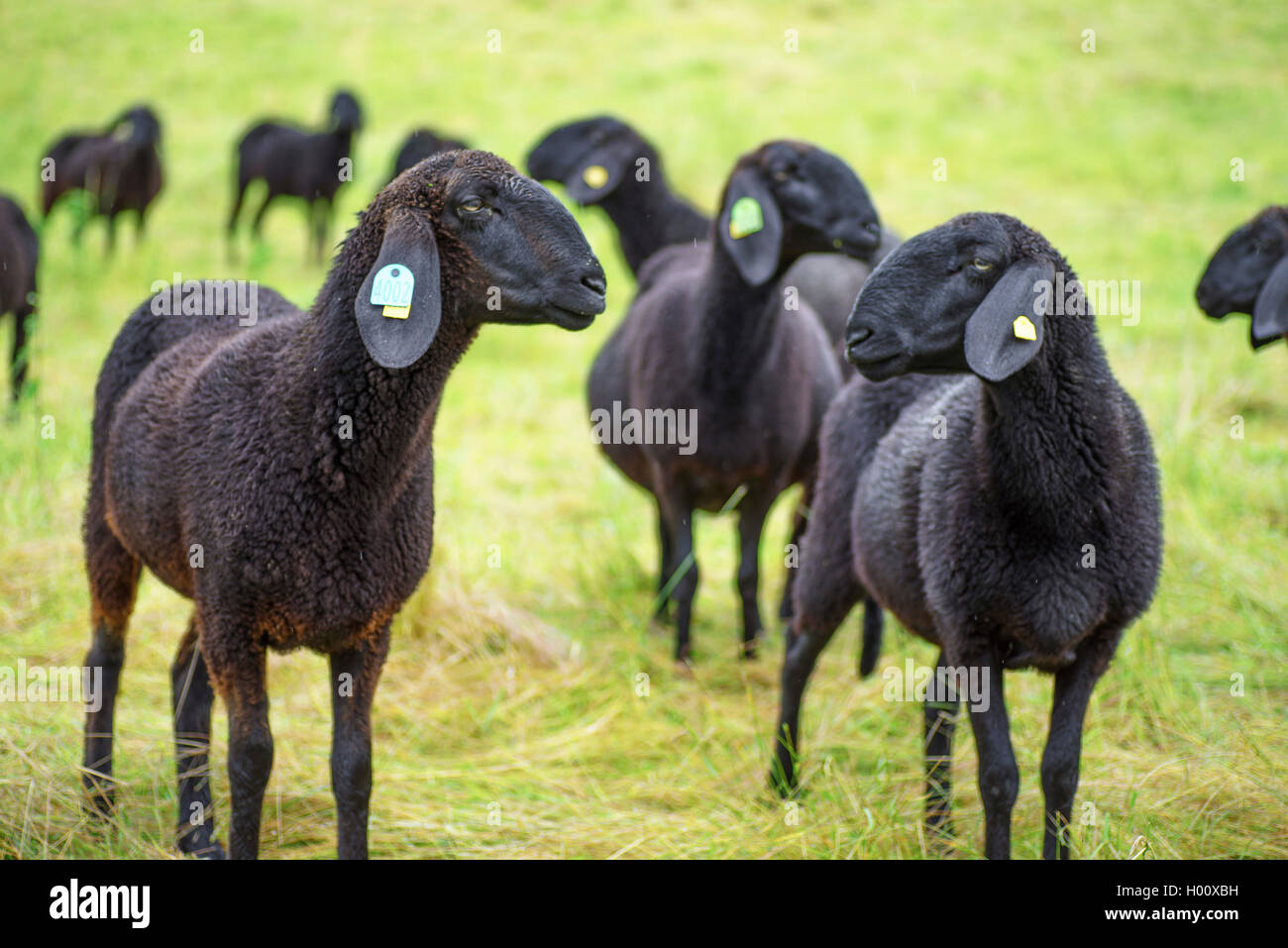 Inländische Schafe (Ovis ammon f. aries), schwarze Schafe, Herde von ...