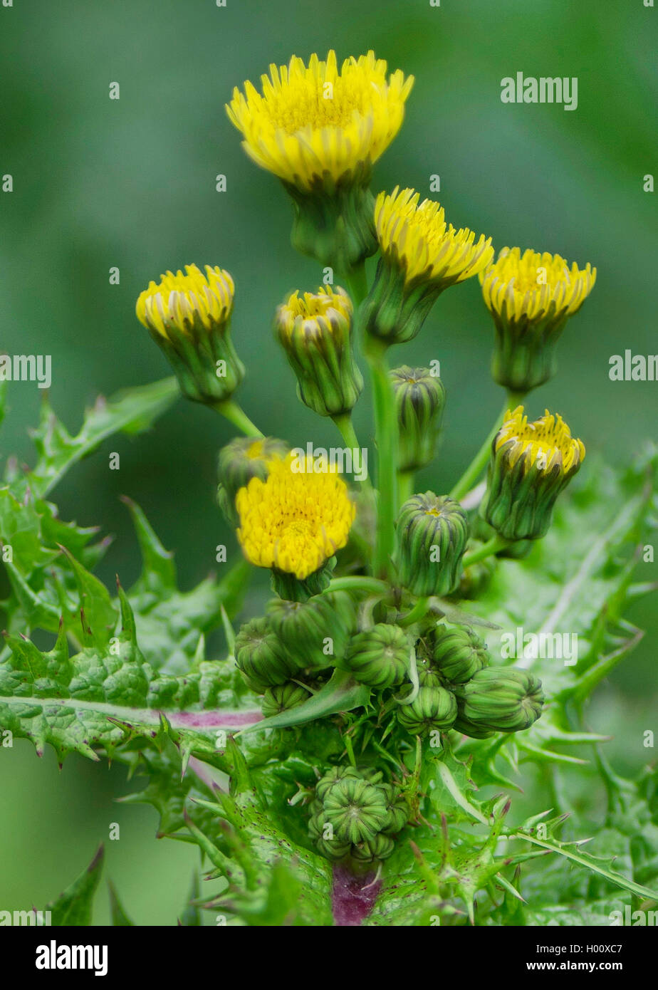 Scharfe gesäumten Gänsedistel, stachelige Gänsedistel, Stacheligen Gänsedistel, Stacheligen-leaved Gänsedistel, scharfe gesäumten Sowthistle, stachelige Sowthistle, Stacheligen Sowthistle, Stacheligen-leaved Sowthistle (Sonchus asper), blühende, Deutschland, Bayern, Oberbayern, Oberbayern Stockfoto