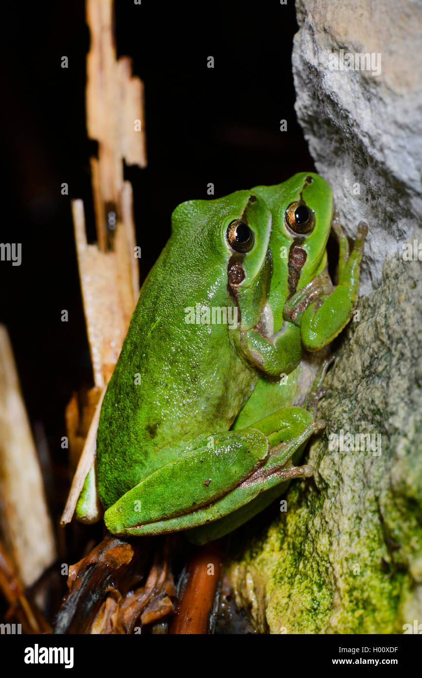 Stripeless treefrog, mediterrane Treefrog (Hyla meridionalis), ein Paar in Amplexus, Spanien, Balearen, Menorca Stockfoto