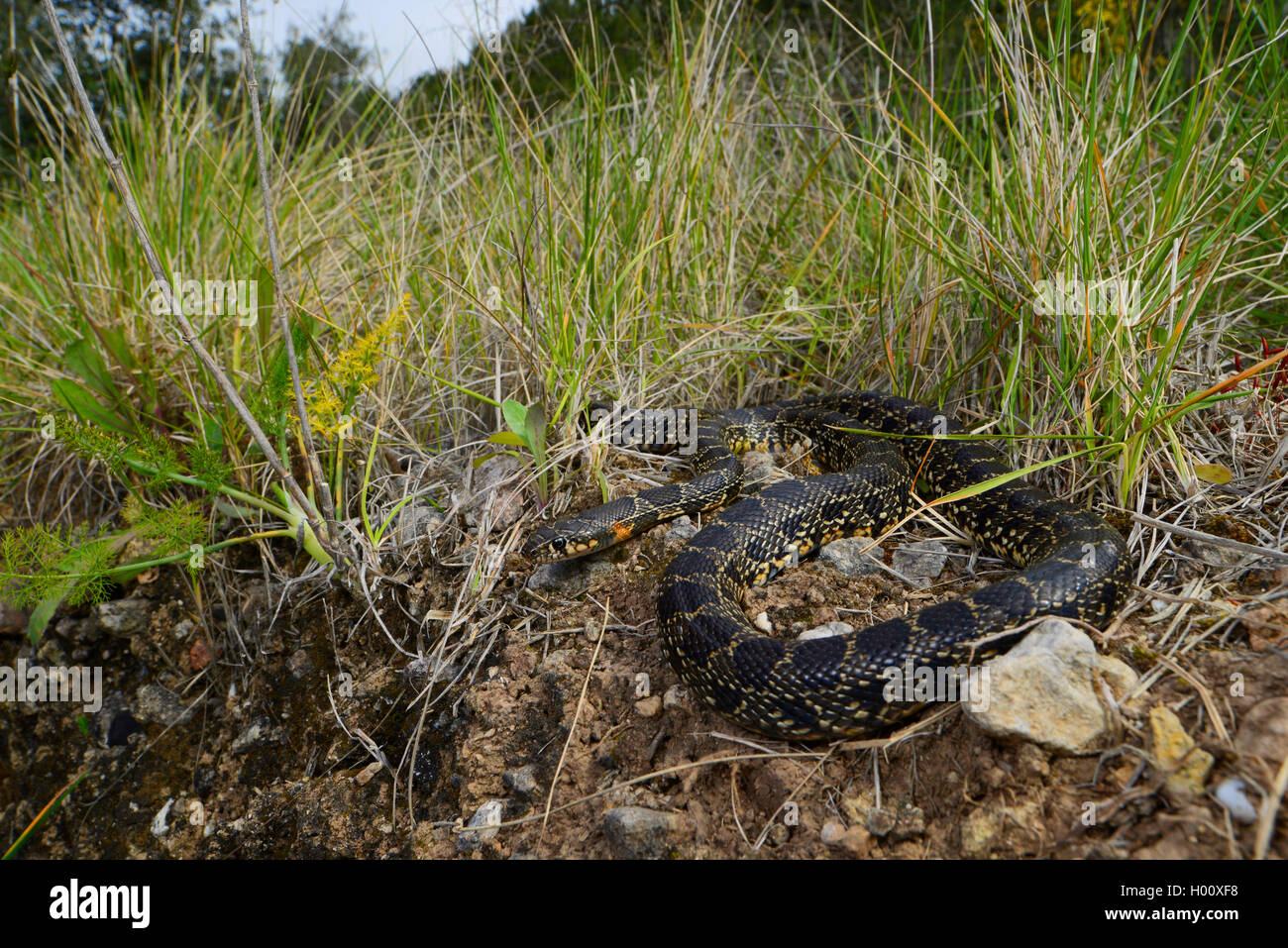 Hufeisen Schlange, Hufeisen peitsche Schlange (Hemorrhois Hippocrepis, Coluber hippocrepis), nimmt ein Sonnenbad, Spanien, Balearen, Mallorca Stockfoto