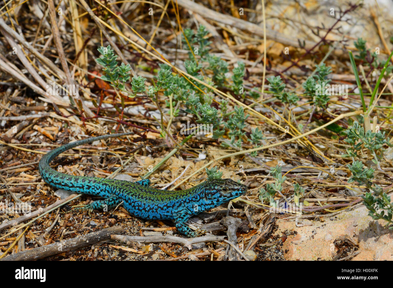 Formentera wand Eidechse (Podarcis pityusensis formenterae, Podarcis formenterae), Blau männlich, Spanien, Balearen, Formentera Stockfoto