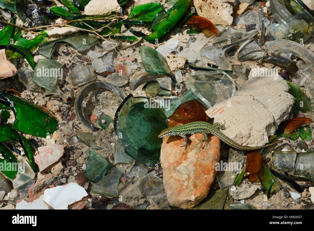 Formentera wand Eidechse (Podarcis pityusensis formenterae, Podarcis formenterae), Sonnenbäder auf einem Haufen Scherben, Spanien, Balearen, Formentera Stockfoto
