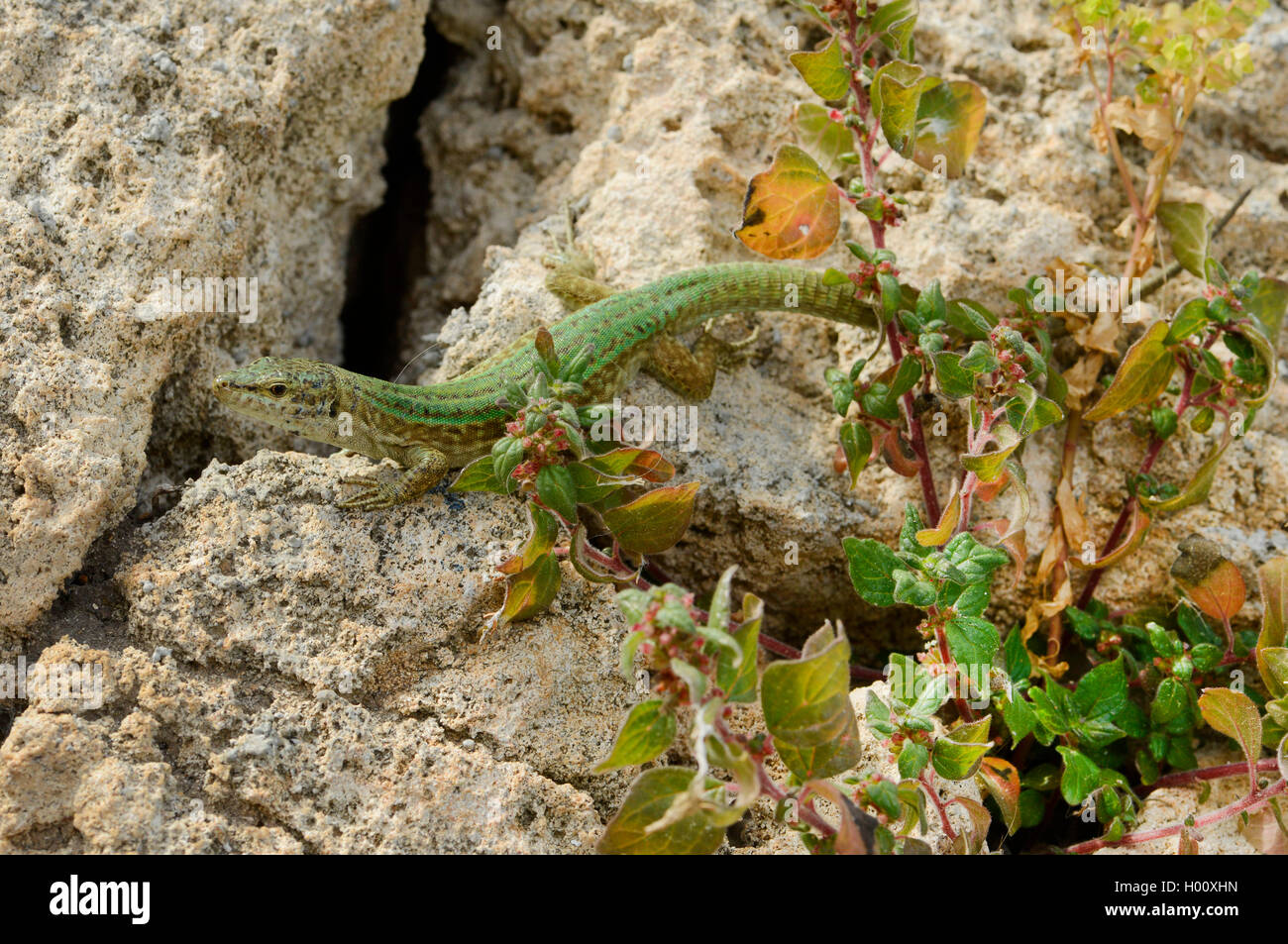 Ibiza wand Eidechse (Podarcis pityusensis, Lacerta pityusensis, Podarcis pityusensis pityusensis), abgebrochene Ibiza wand Eidechse am Hafen von Cala Rajada, Spanien, Balearen, Mallorca Stockfoto