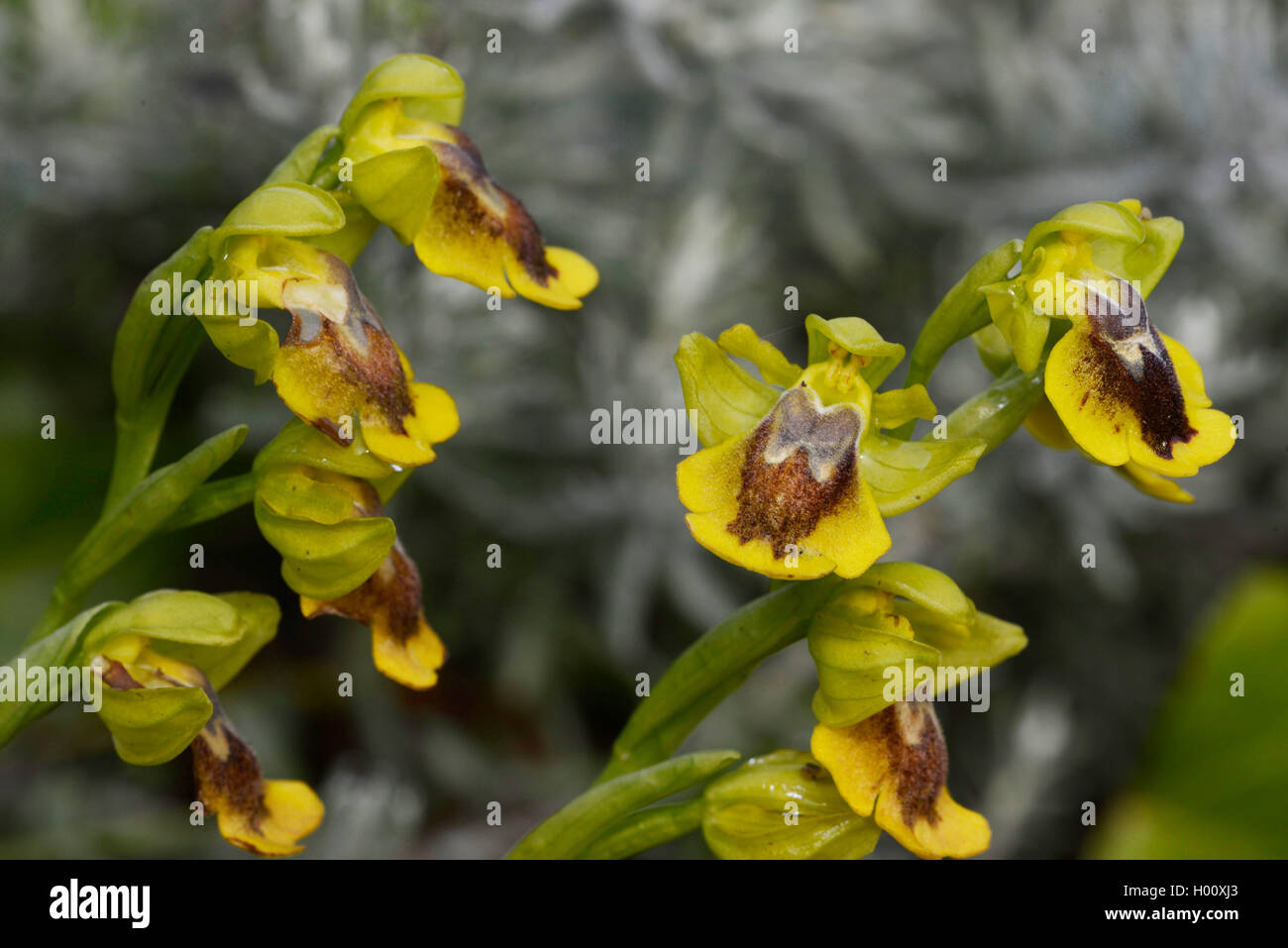 Gelbe Bienen-ragwurz (Ophrys lutea), blühende, Spanien, Balearen, Menorca Stockfoto
