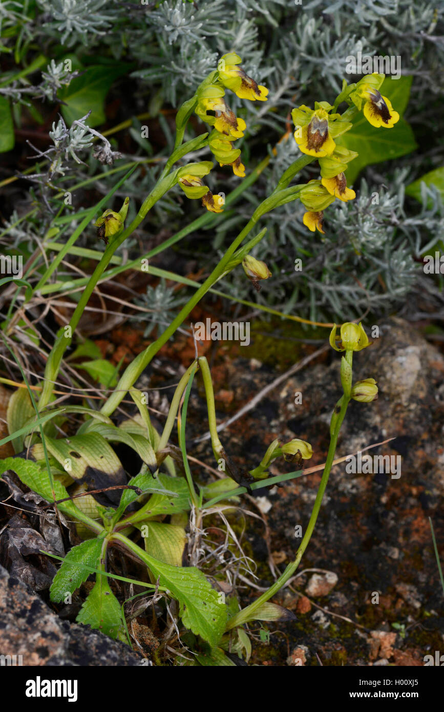 Gelbe Bienen-ragwurz (Ophrys lutea), blühende, Spanien, Balearen, Menorca Stockfoto