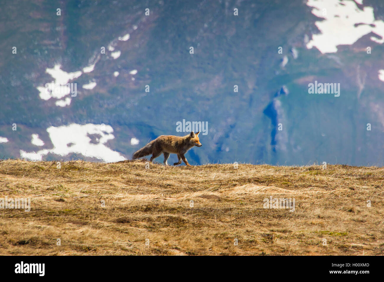 Red Fox (Vulpes vulpes), Suche Essen in einer Bergwiese, Seitenansicht, Schweiz, Toggenburg, Chaeserrugg Stockfoto