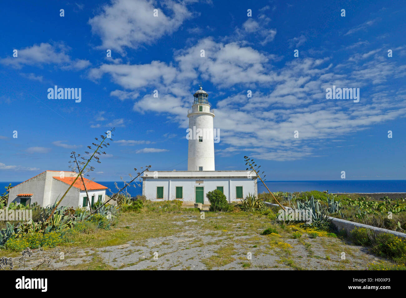 Jahrhundert Agave (Agave spec.), Far de La Mola, Leuchtturm am Kap Formenteras, Spanien, Balearen, Formentera, El Pilar de la Mola Stockfoto