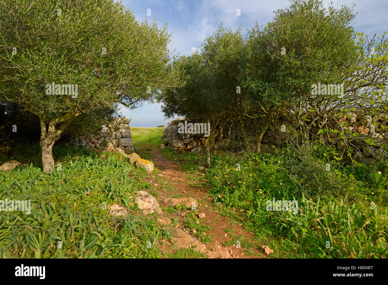 Olivenbaum (Olea europaea ssp. sativa), Pfad durch einen Olivenhain mit trockenen Steinmauer, Spanien, Balearen, Menorca, Ciutadella Stockfoto