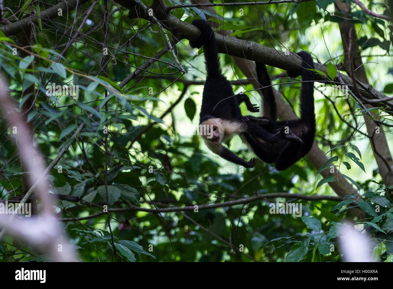 wilden weißen konfrontiert Affen in den Bäumen im Süd Pazifik-Dschungel in Costa Rica Stockfoto