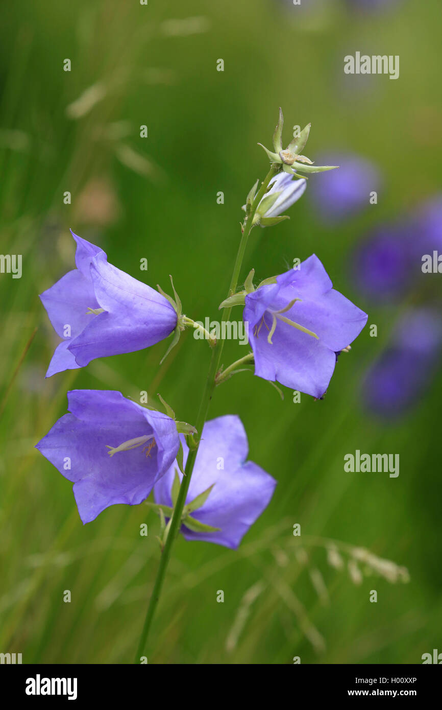 Pfirsich-leaved Glockenblume (Campanula persicifolia), Blütenstand, Deutschland Stockfoto