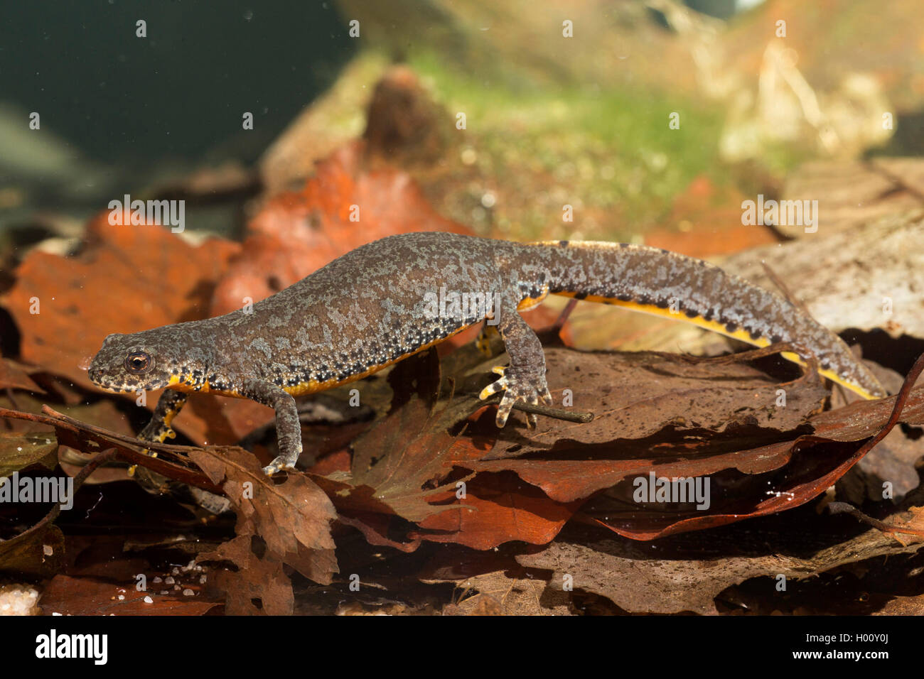 Bergmolch, Weibchen in L Berg-Molch, Alpenmolch, Alpen-Molch (Triturus ...