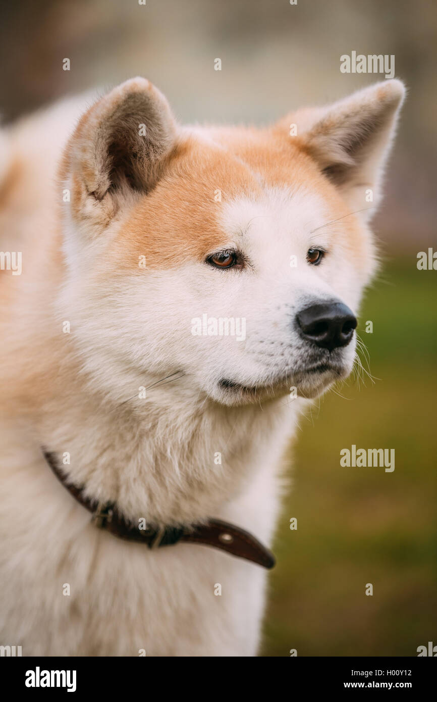 Akita Hund oder Akita Inu, japanische Akita im Freien. Close Up Portrait Stockfoto