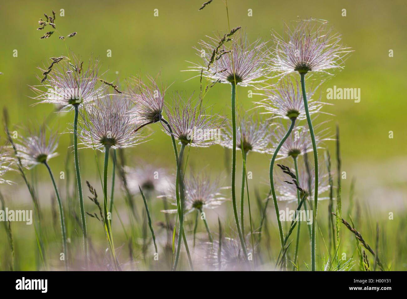 Pasque flower (Pulsatilla vulgaris), Fruchtkörper, Deutschland, Bayern Stockfoto