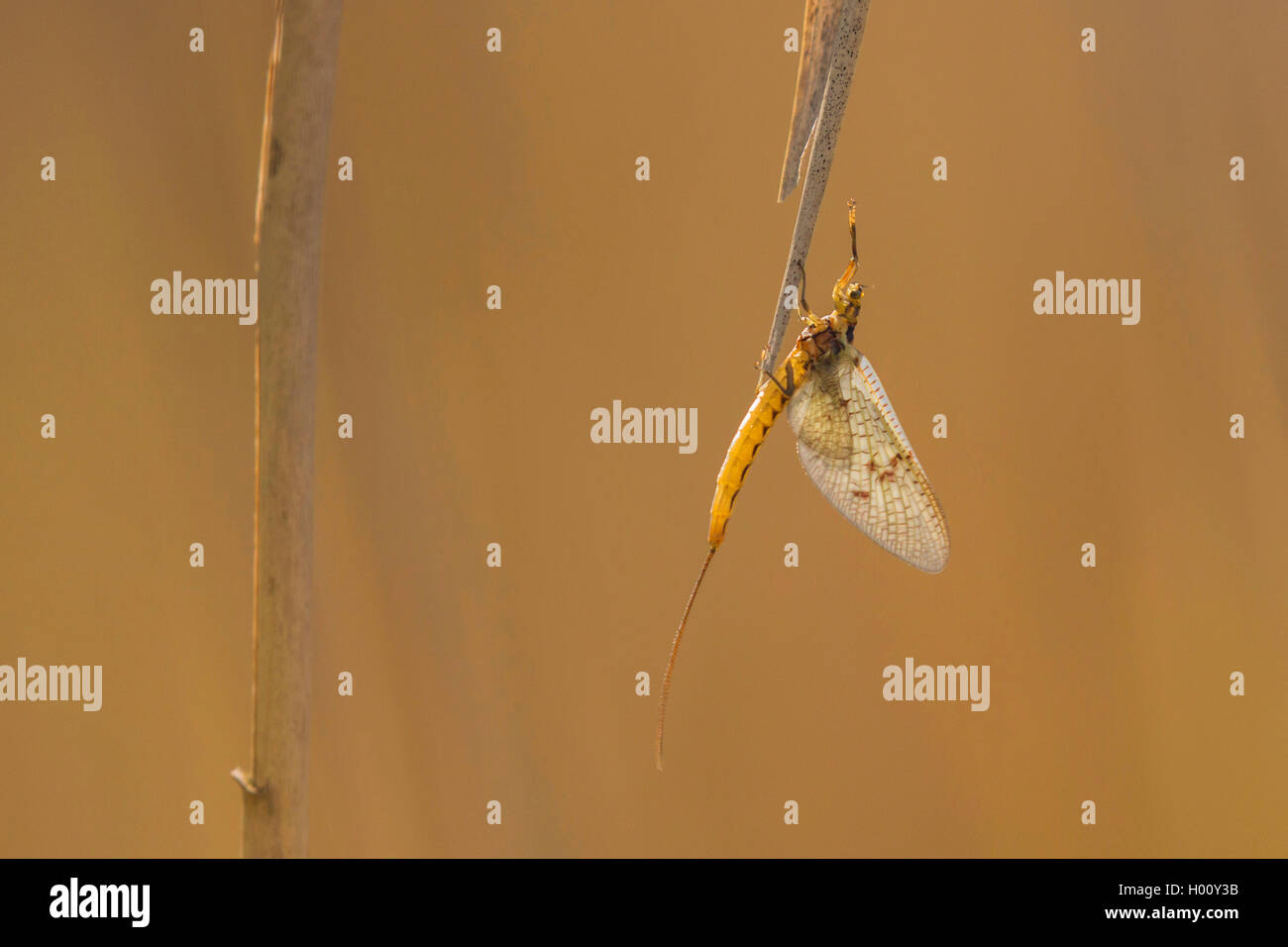 Eintagsfliege (Ephemera danica), bei einem Blade der Reed nach dem Schlupf, Deutschland, Bayern, Chiemsee Stockfoto