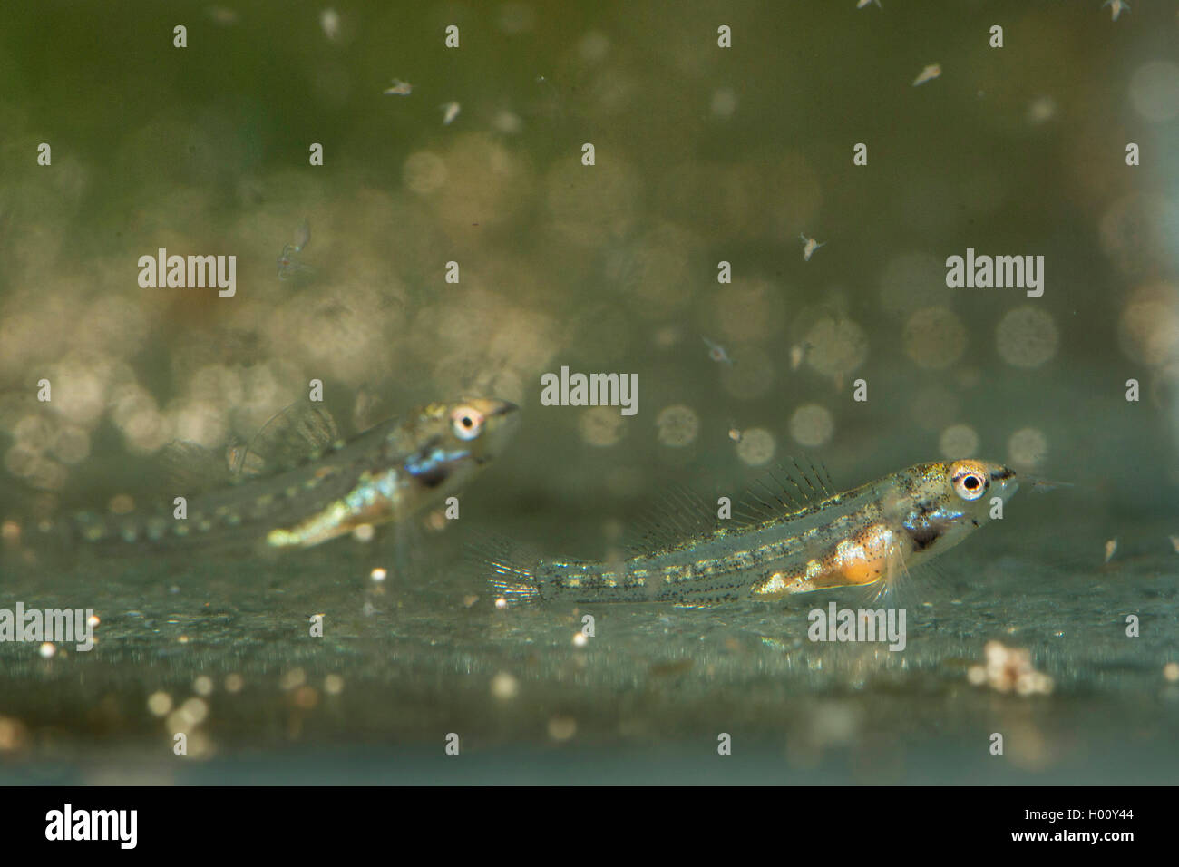 Rainbow Darter (Etheostoma Caeruleum), Jungen fisehs Futter Artemia Larven Stockfoto