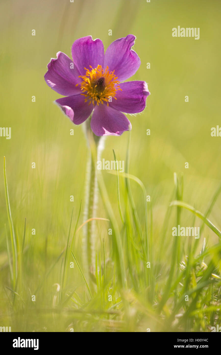 Kuhschelle (Pulsatilla Vulgaris), blühen, Deutschland, Bayern Stockfoto