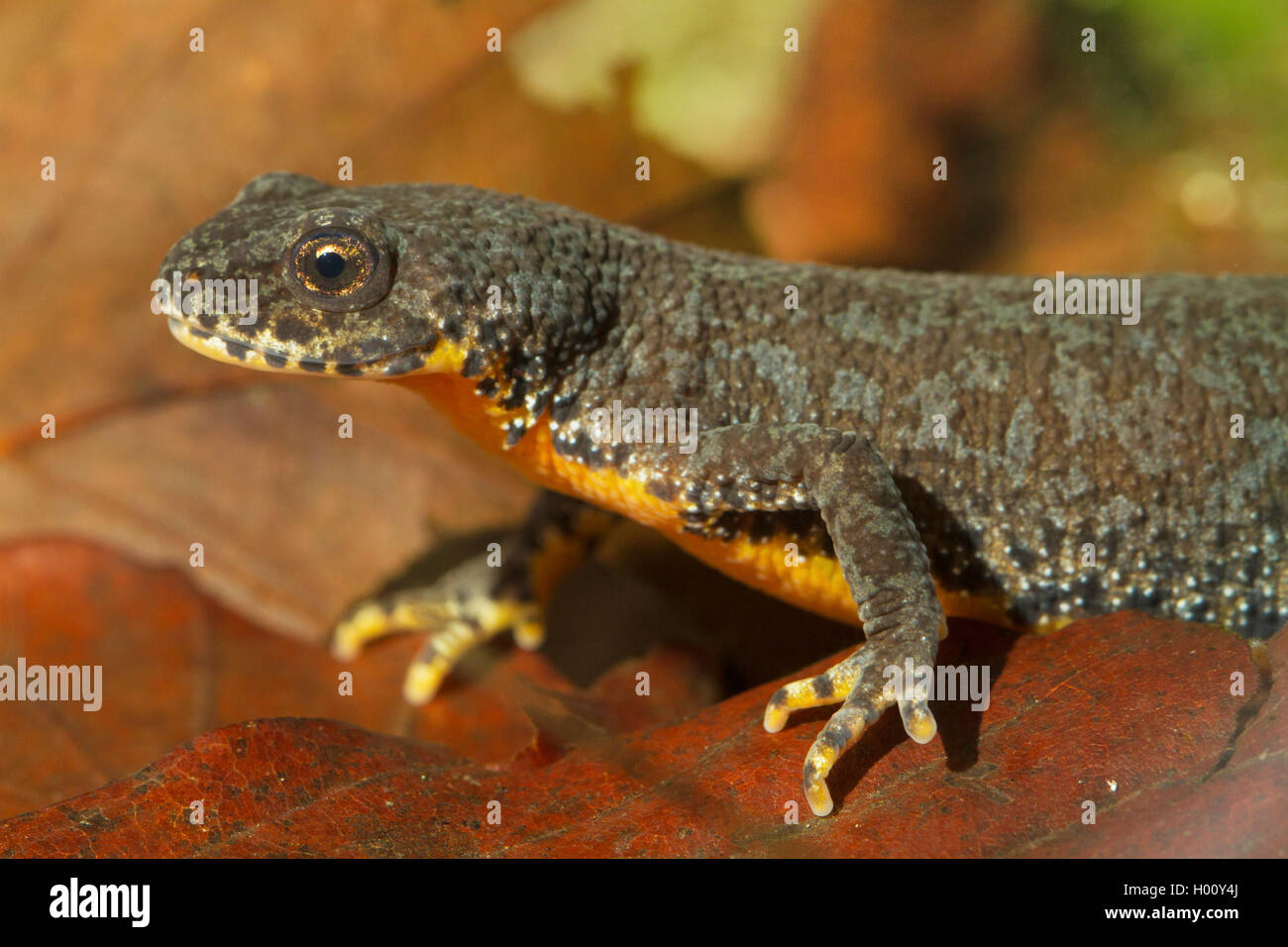 Bergmolch, Berg-Molch, Alpenmolch, Alpen-Molch (Triturus Alpestris, Ichthyosaura Alpestris, Mesotriton Alpestris), Porträt, Wei Stockfoto