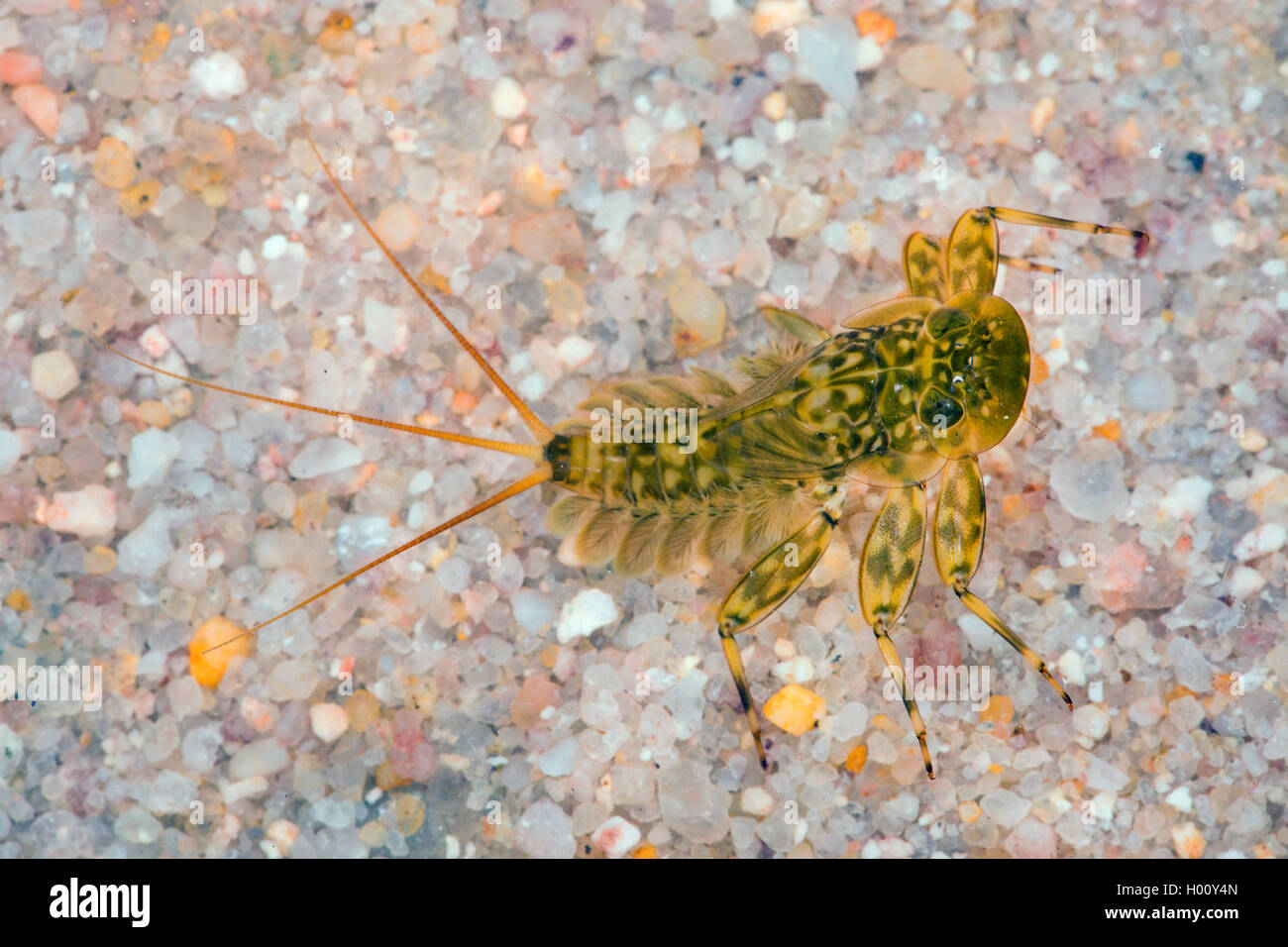 Mayfly (Ephemera spec.), Larve Stockfoto