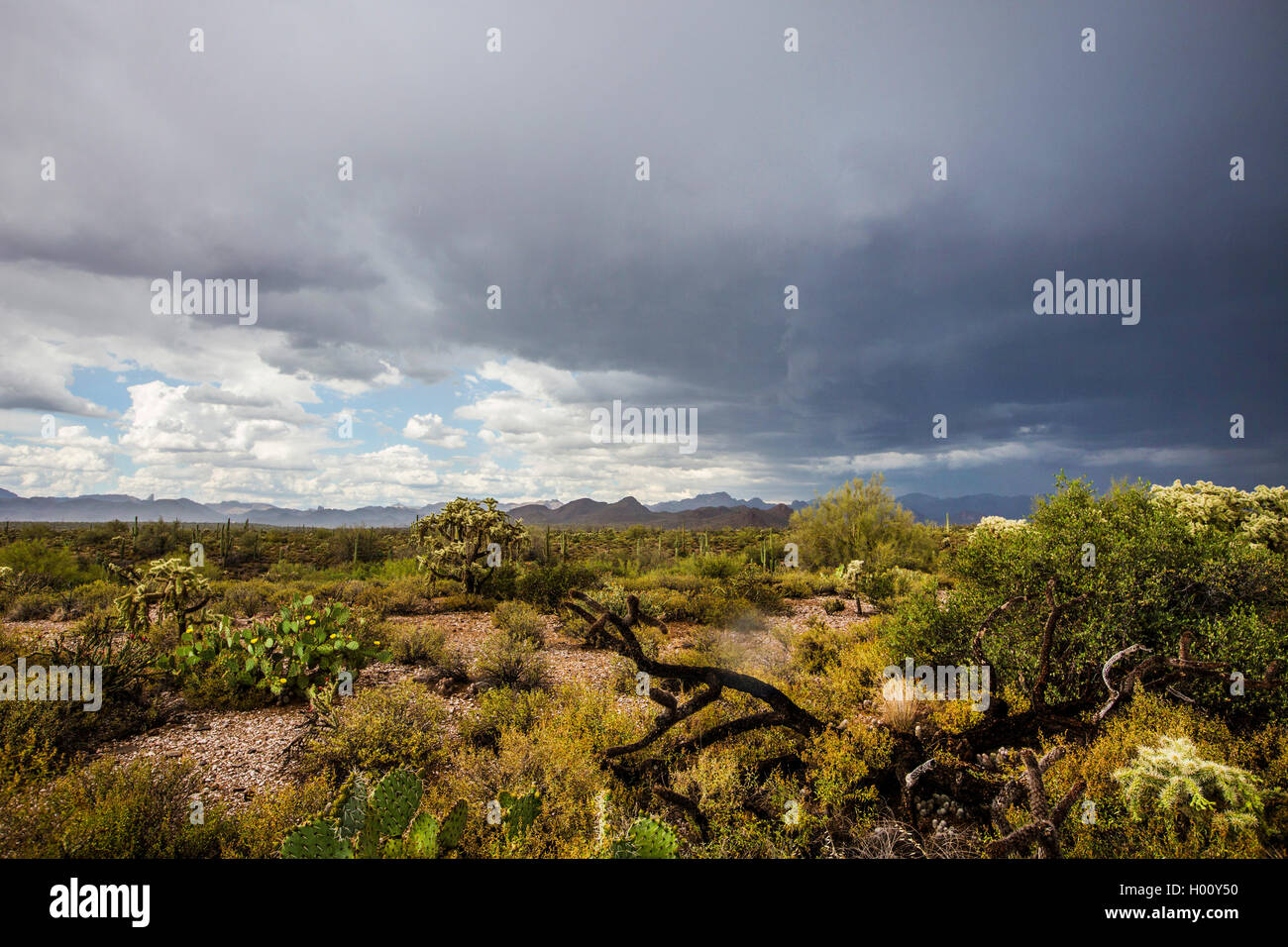 Gewitter über der Wüste, USA, Arizona, Sonoran Stockfoto