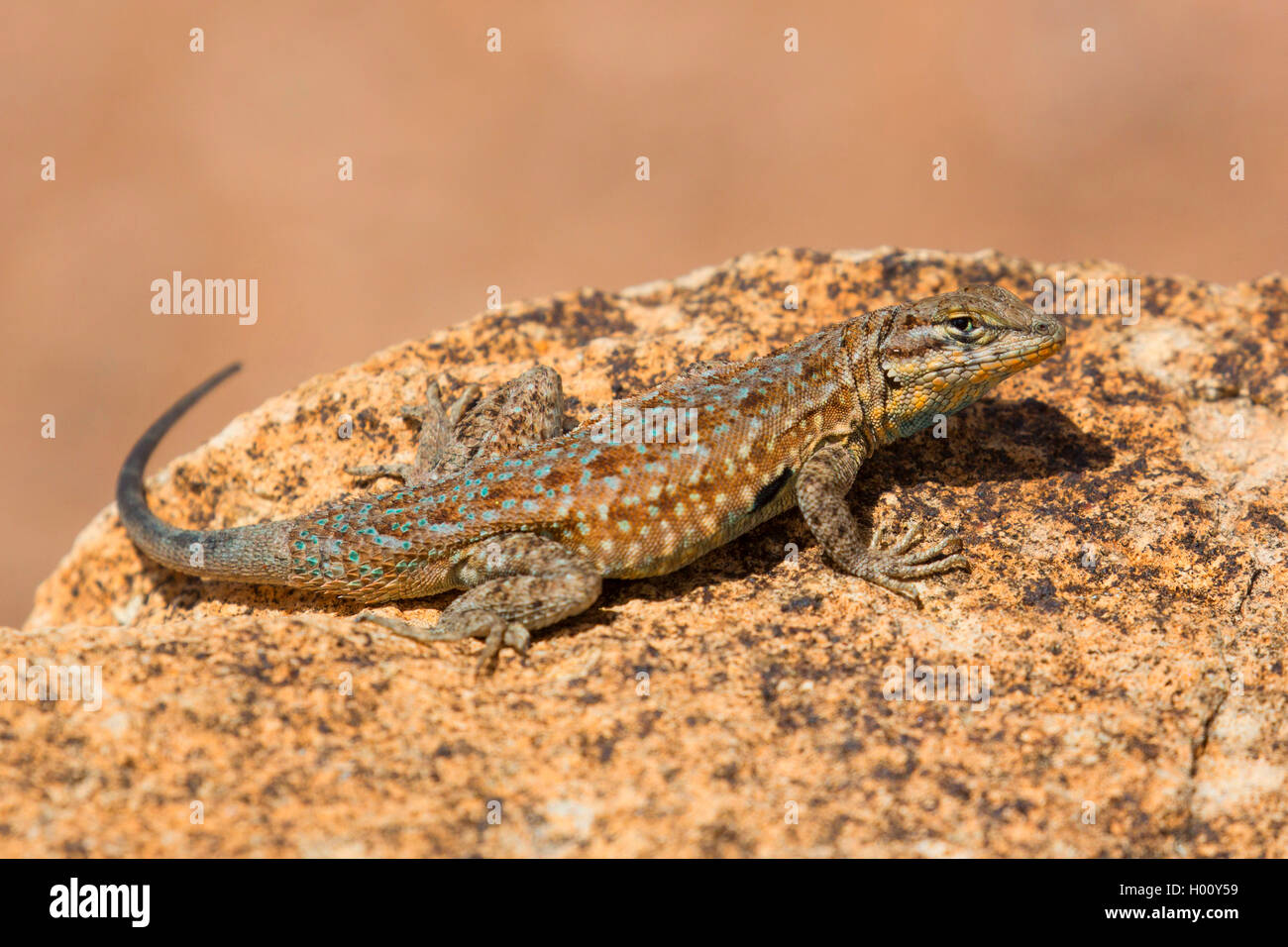 Side-blotched Lizard, Common Side-blotched Lizard (Uta stansburiana), erwachsenen Mann, USA, Arizona Stockfoto