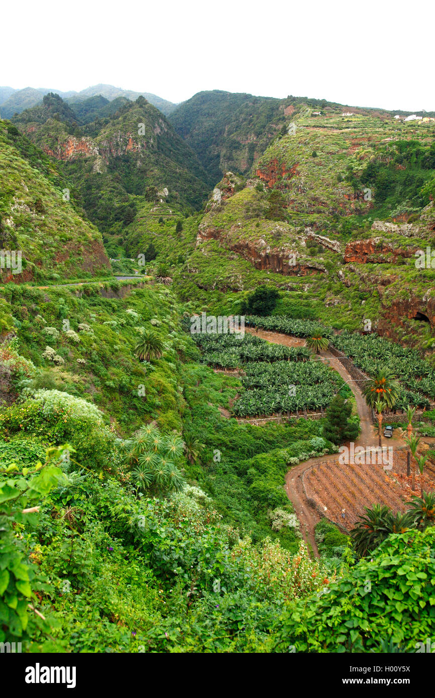 Barranco La Galga, Bananenplantage, unten im Tal, Kanarische Inseln, La Palma Stockfoto