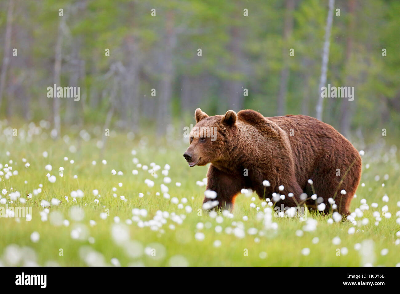 Europäische Braunbär (Ursus arctos arctos), Wandern durch blühende Wollgras, Seitenansicht, Finnland, Kainuu Stockfoto